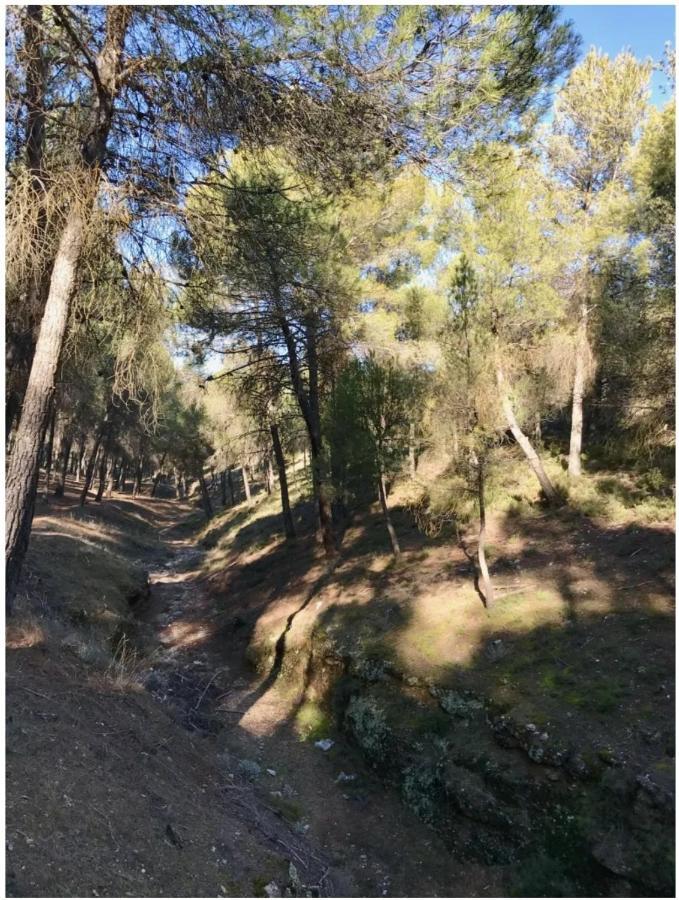Zubicalm Διαμέρισμα La Zubia  Εξωτερικό φωτογραφία